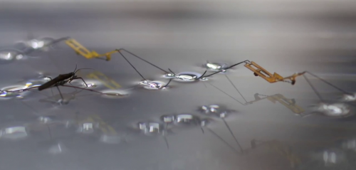 最轻昆虫机器人诞生：人称“江湖水上漂”